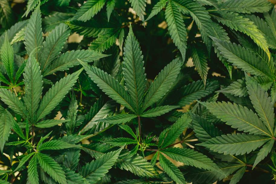 Marijuana - Cannabis - Weed