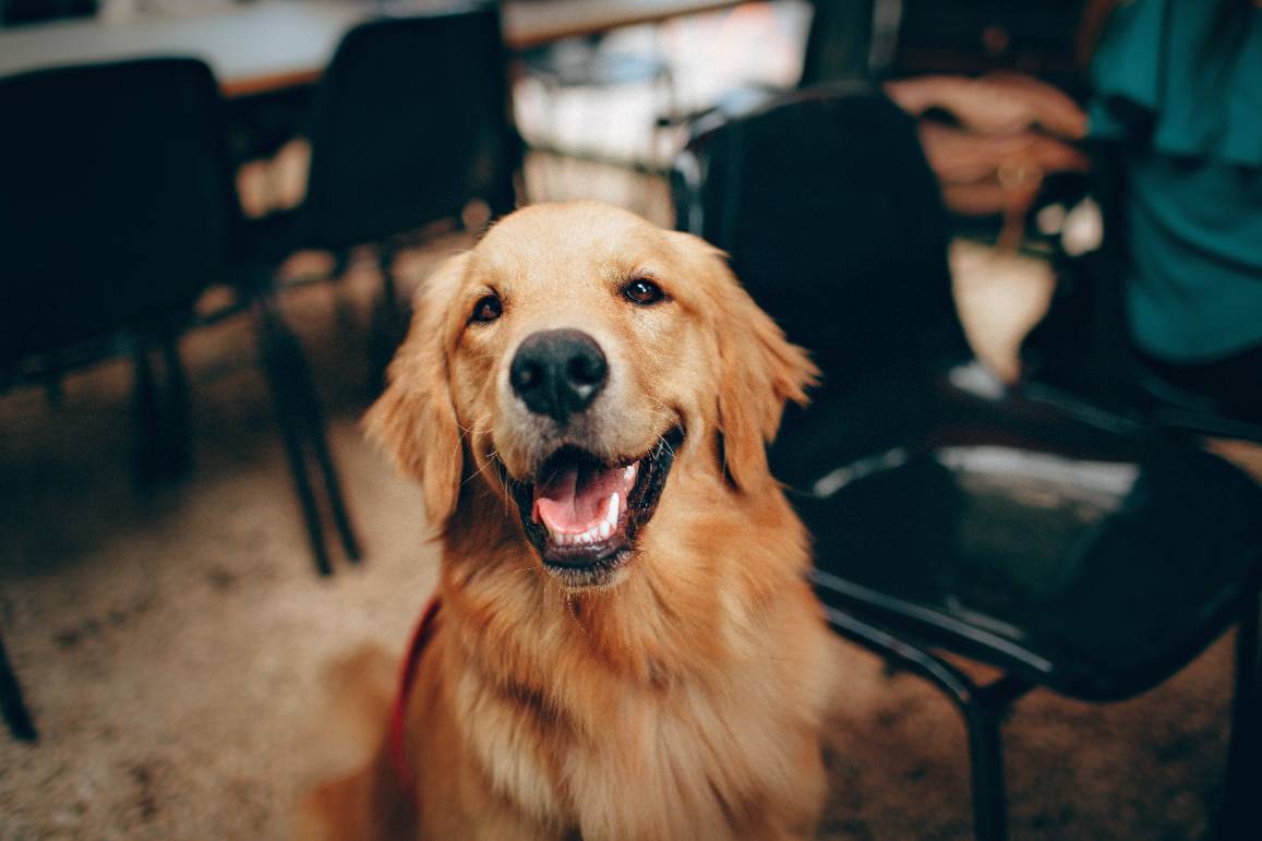 Bark Social news