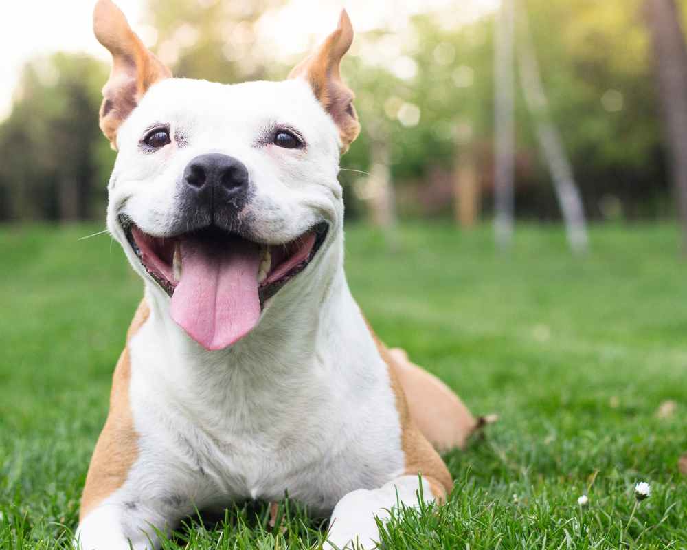 Image of a happy dog sitting in grass on Nemphos Braue's website