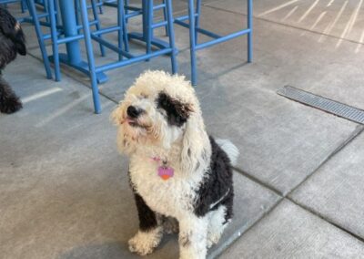 Image of Bark Social in Baltimore