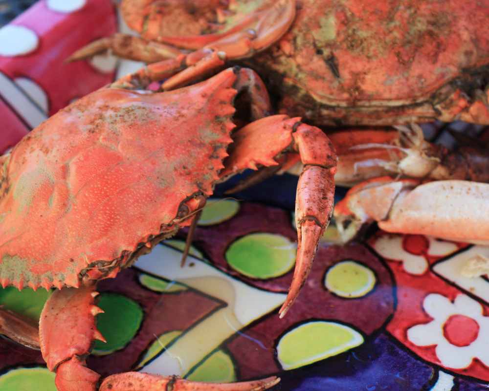 Image of crabs