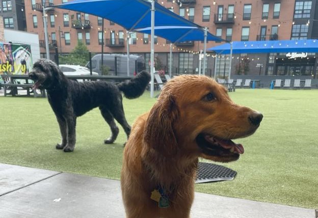 Dogs at Bark Social