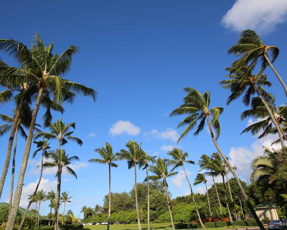 Image of palm trees and a blue sky